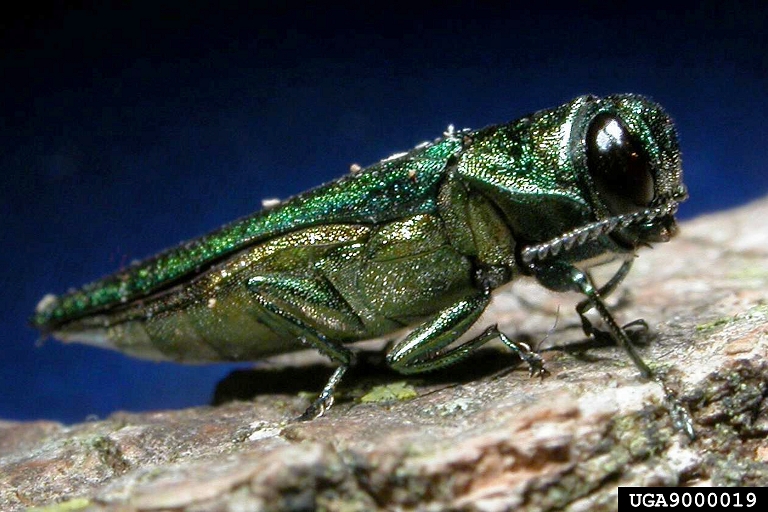 David Cappaert, Michigan State University, Bugwood.org Emerald Ash Borer photo