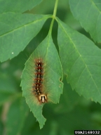 Haruta Ovidiu, University of Oradea, Bugwood.org Spongy Moth picture